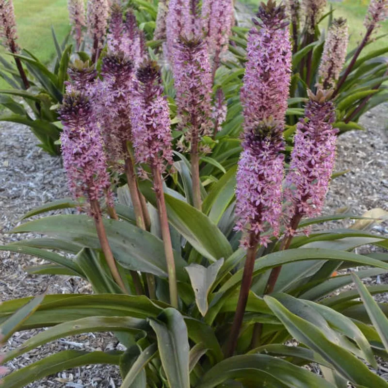 african-night-pineapple-lily-eucomis ‘African Night’ Pineapple Lily (Eucomis)