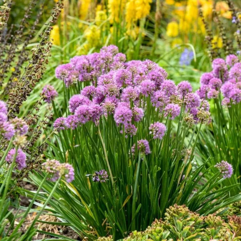 all-buzz-allium ‘All The Buzz’ Allium