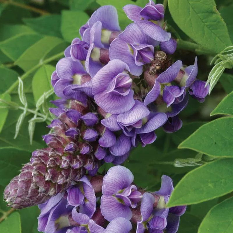 amethyst-falls-wisteria ‘Amethyst Falls’ Wisteria