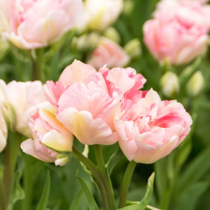 angelique-double-late-tulip-bulbs-pack-8 “Angelique” Double Late Tulip Bulbs (Pack Of 8)