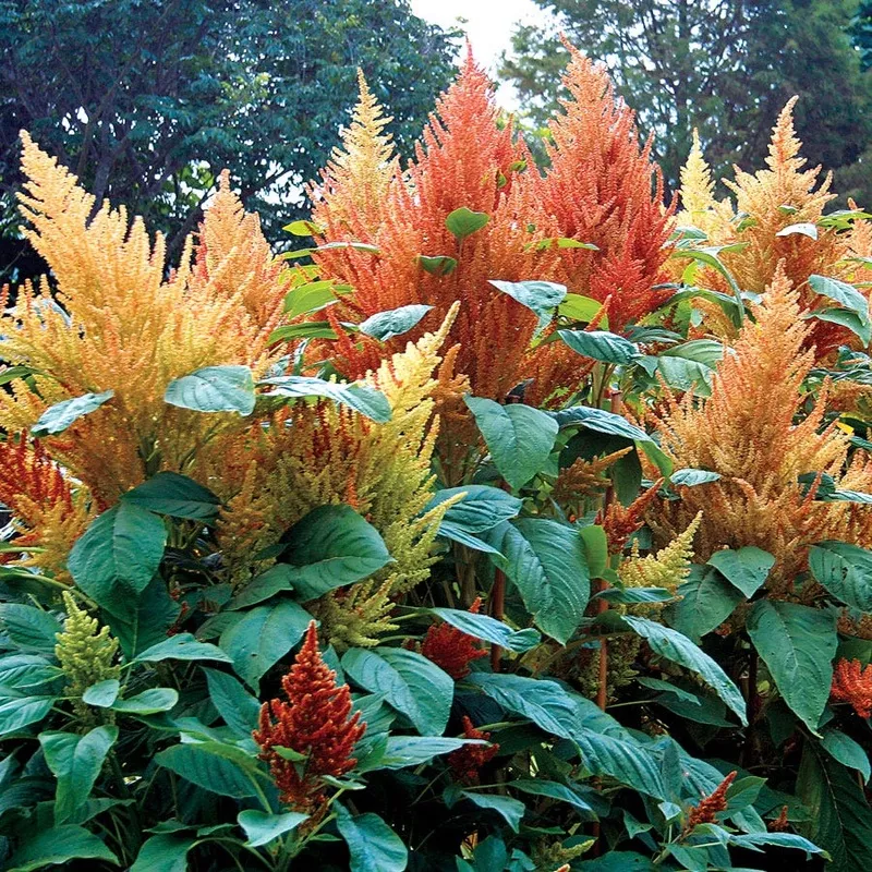 autumn-s-touch-amaranthus-seeds ‘Autumn’s Touch’ Amaranthus Seeds