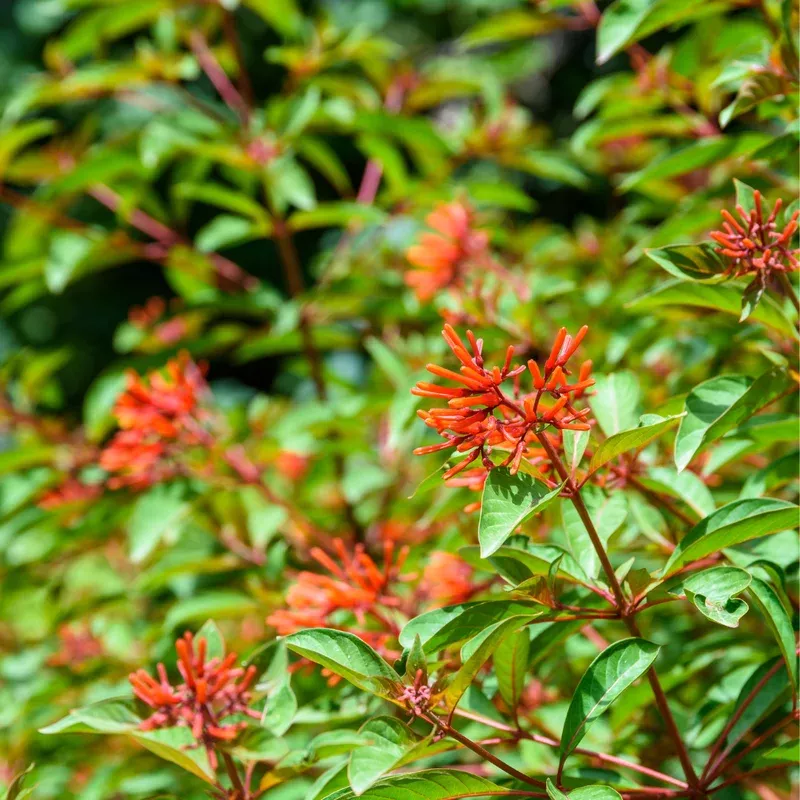 backorder-firebush-plant-6-inch (Backorder) Firebush Plant – 6 inch