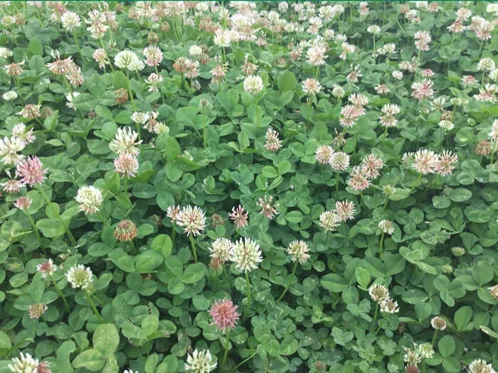 bad-harvest-2026-renovation-white-clover-seed (Bad Harvest 2026) Renovation White Clover Seed