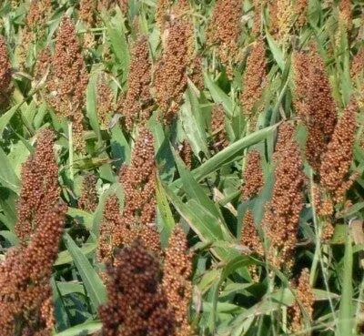 bad-harvest-2026-rox-orange-cane-sorghum-seeds (Bad Harvest 2026) Rox Orange Cane Sorghum Seeds