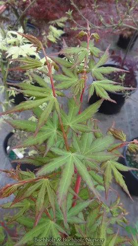 baton-rouge-maple-japanese-maple-base-size-1-quart-air-pot Baton Rouge Maple Japanese Maple Base Size 1 Quart Air Pot