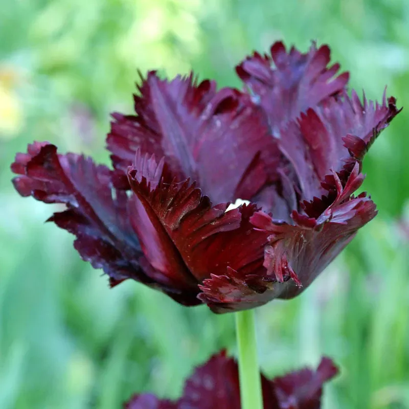 black-parrot-tulip-bulbs-pack-6 “Black Parrot” Tulip Bulbs (Pack Of 6)