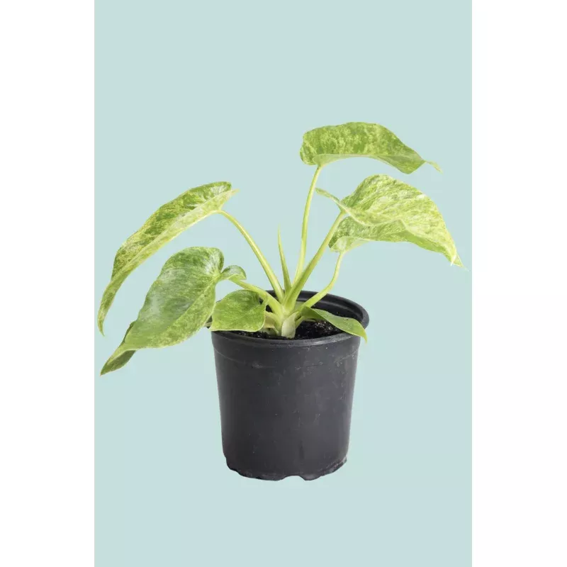 blizzard-philodendron-giganteum-2-5l-17cm-medium ‘Blizzard’ – Philodendron giganteum- 2.5L / 17cm / Medium