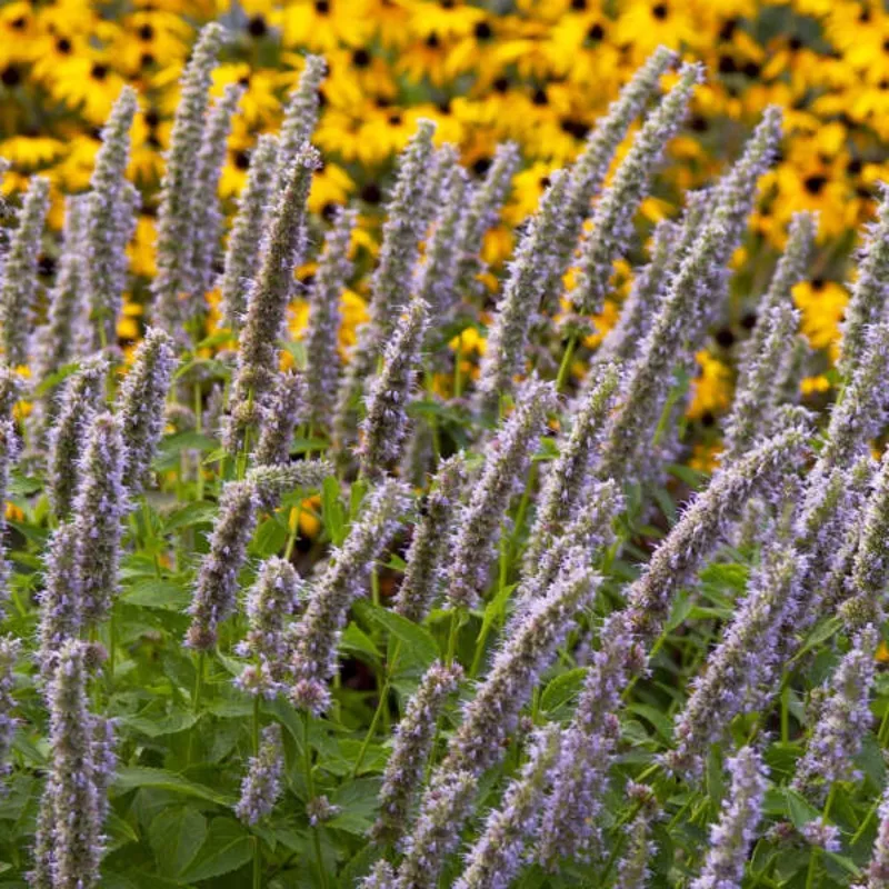 blue-fortune-hummingbird-mint-agastache ‘Blue Fortune’ Hummingbird Mint (Agastache)