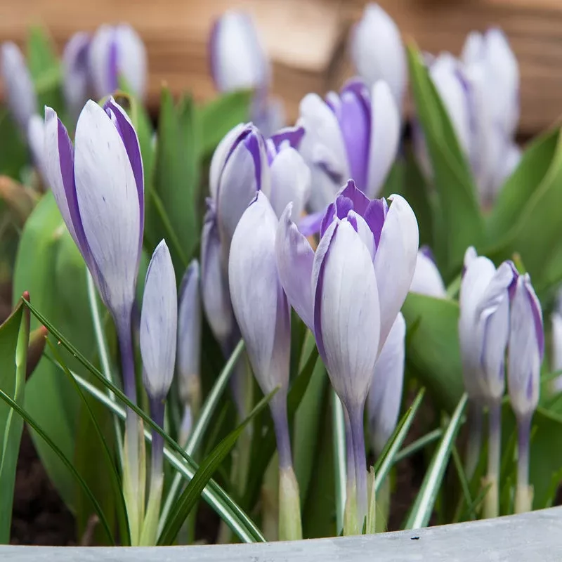 blue-pearl-snow-crocus-bulbs-pack-20 “Blue Pearl” Snow Crocus Bulbs (Pack Of 20)