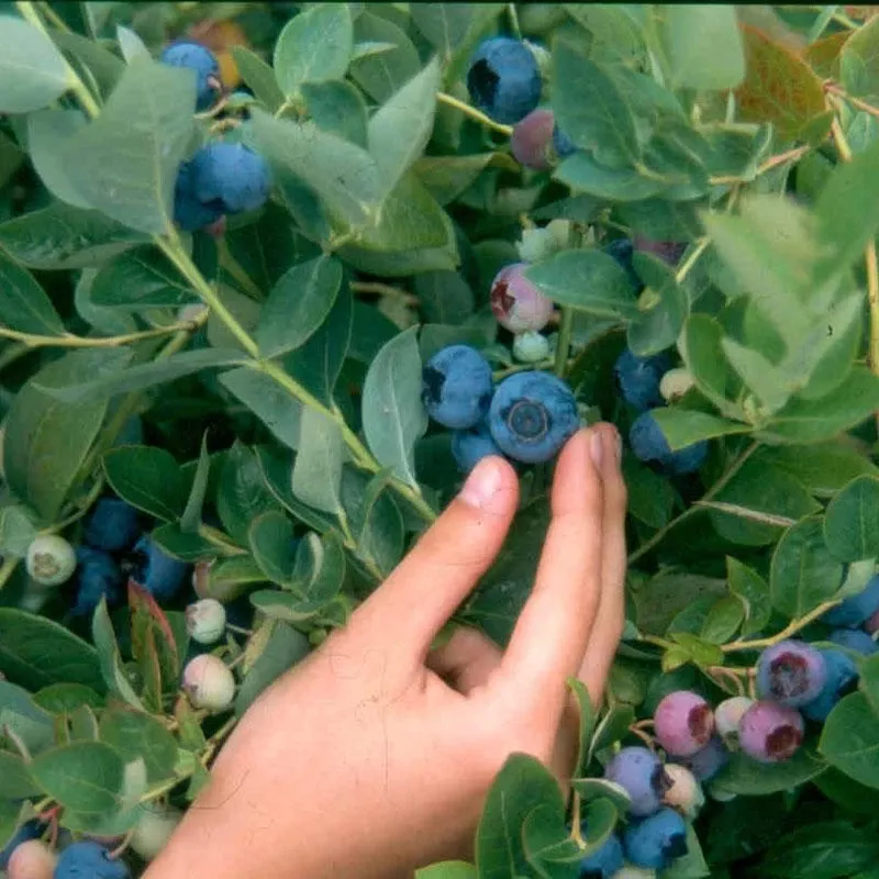blueberry-emerald-mid-harvest Blueberry – Emerald (Mid Harvest)