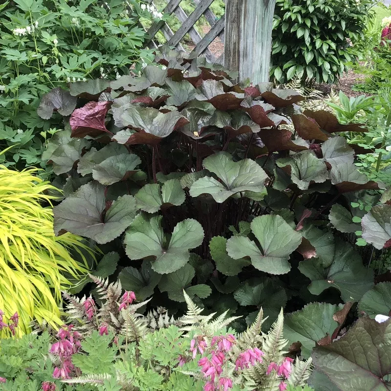 britt-marie-crawford-ligularia ‘Britt-Marie Crawford’ Ligularia