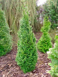 Brobeck’s Tower Arborvitae Western Arborvitae Base Size 1 Quart