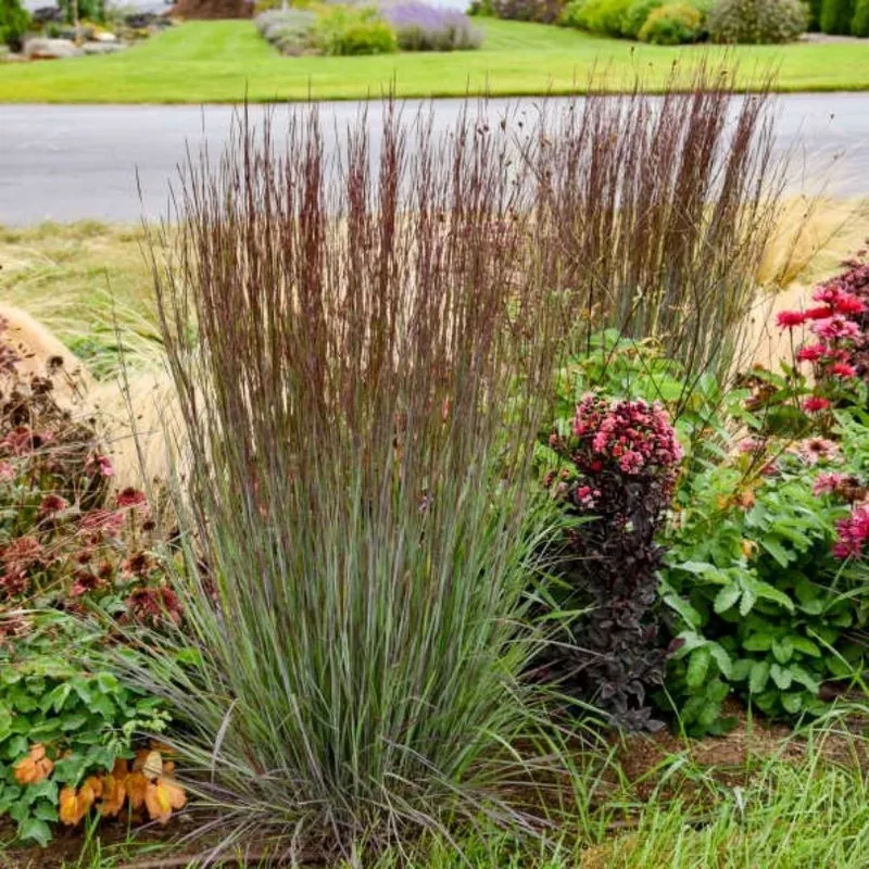 ‘Cinnamon Sticks’ Little Bluestem (Schizachyrium)