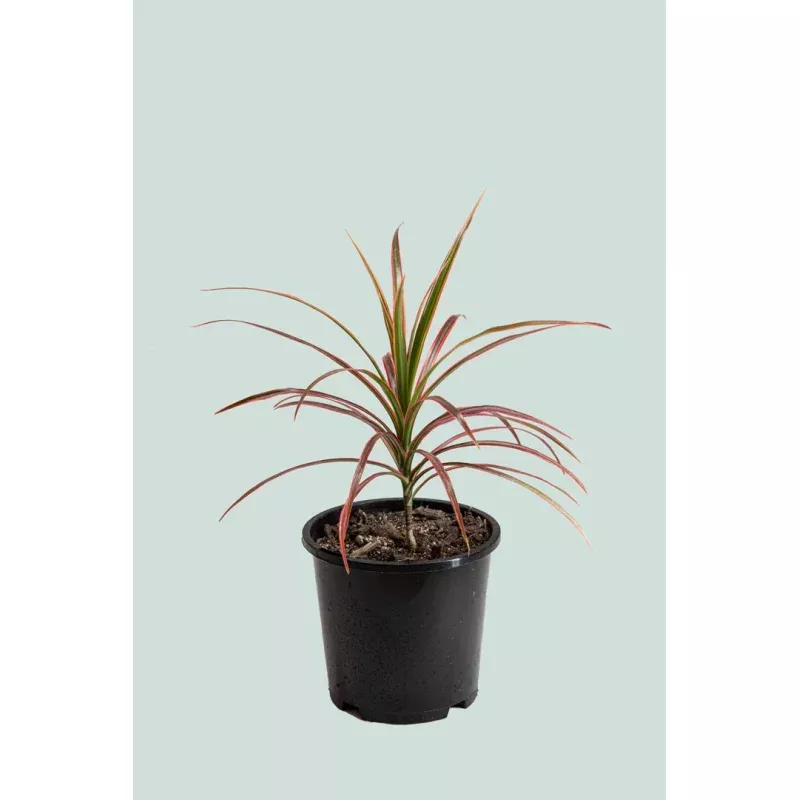 ‘Colourama’ Dragon Tree – Dracaena marginata – 1L / 14cm / Small