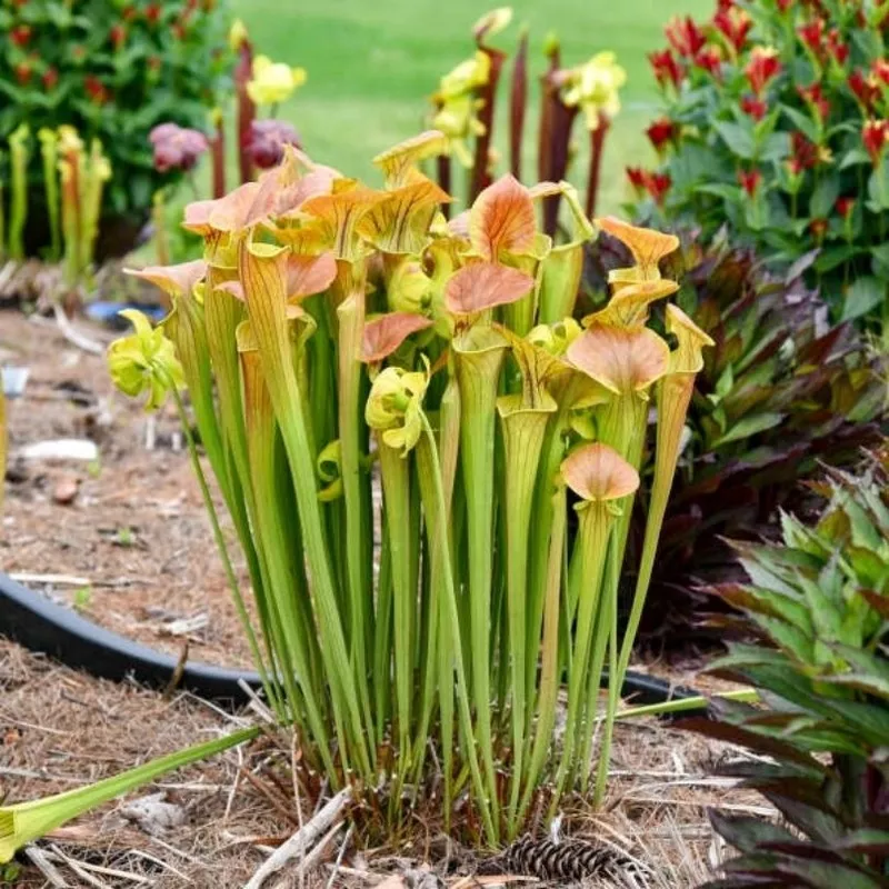 ‘Copper Top’ Pitcher Plant (Saracennia)