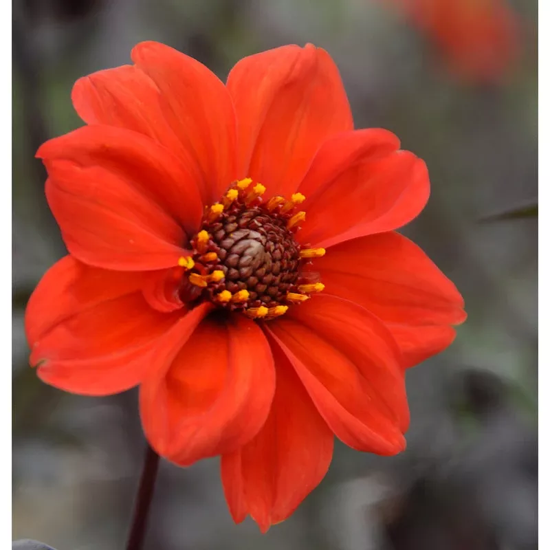 dahlia-peony-flowering-bishop-llandaff-pack-2 Dahlia Peony Flowering Bishop Of Llandaff (Pack Of 2)