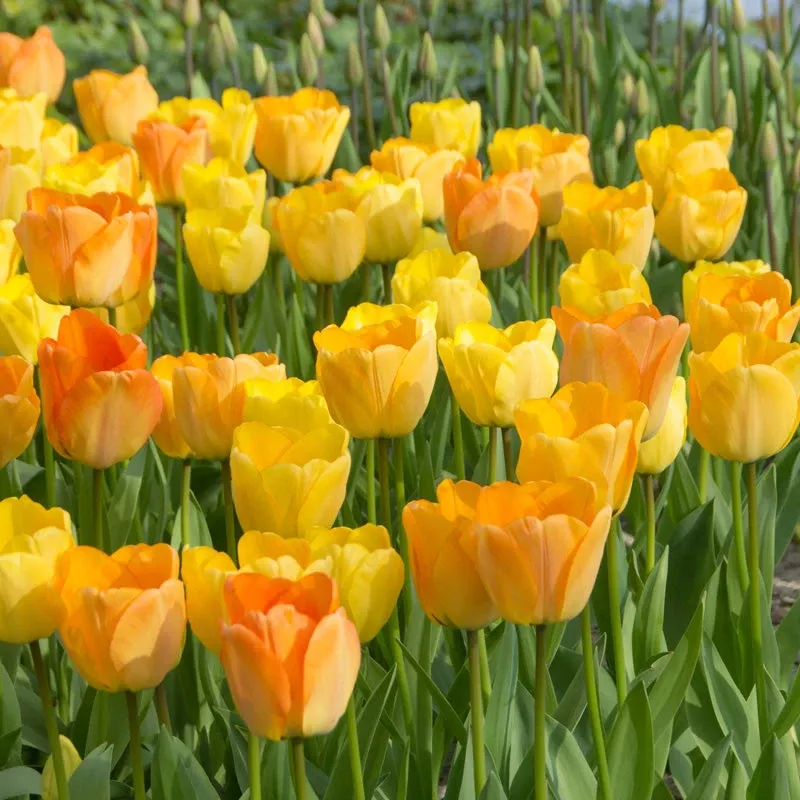 daydream-tulip-bulbs-pack-8 “Daydream” Tulip Bulbs (Pack Of 8)