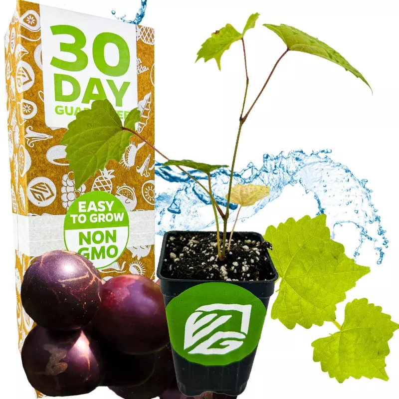 ‘Delicious’ Muscadine Grape Vine – Vitis rotundifolia