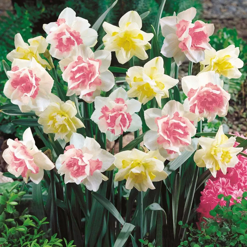 double-duo-daffodil-bulb-mix-pack-15 Double Duo Daffodil Bulb Mix (Pack Of 15)