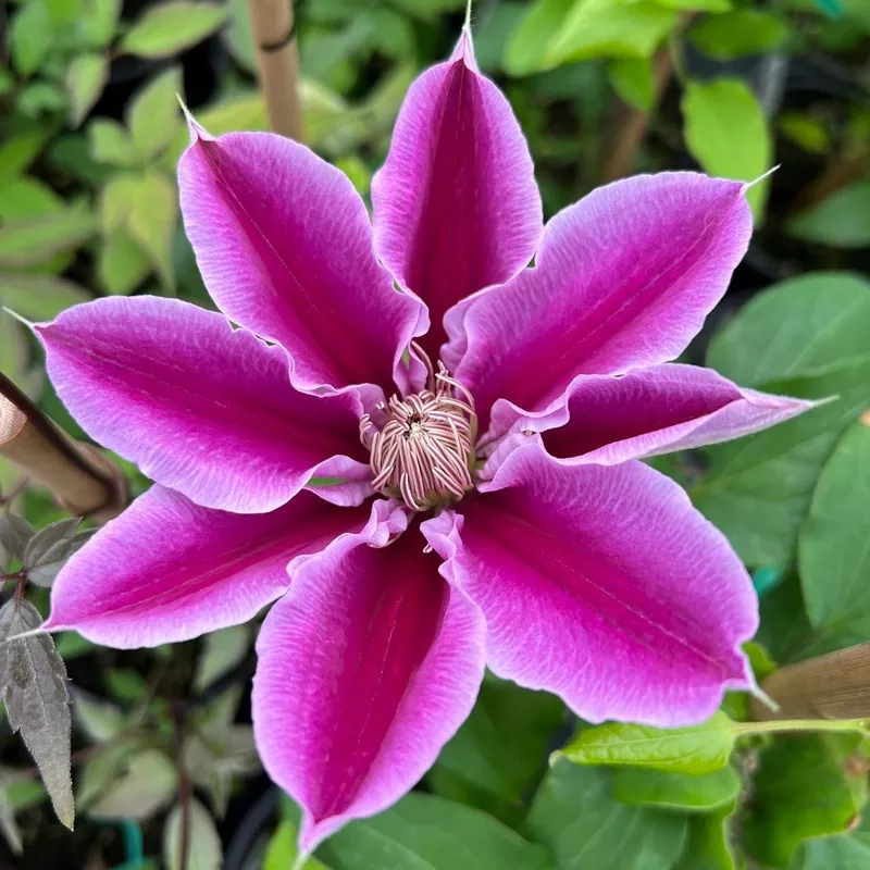 ‘Dr. Ruppel’ Clematis