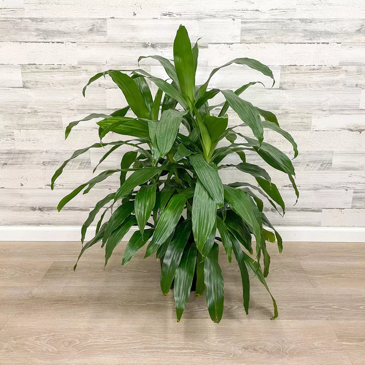 dracaena-janet-craig-10-inch-pot Dracaena - Janet Craig - 10-inch Pot