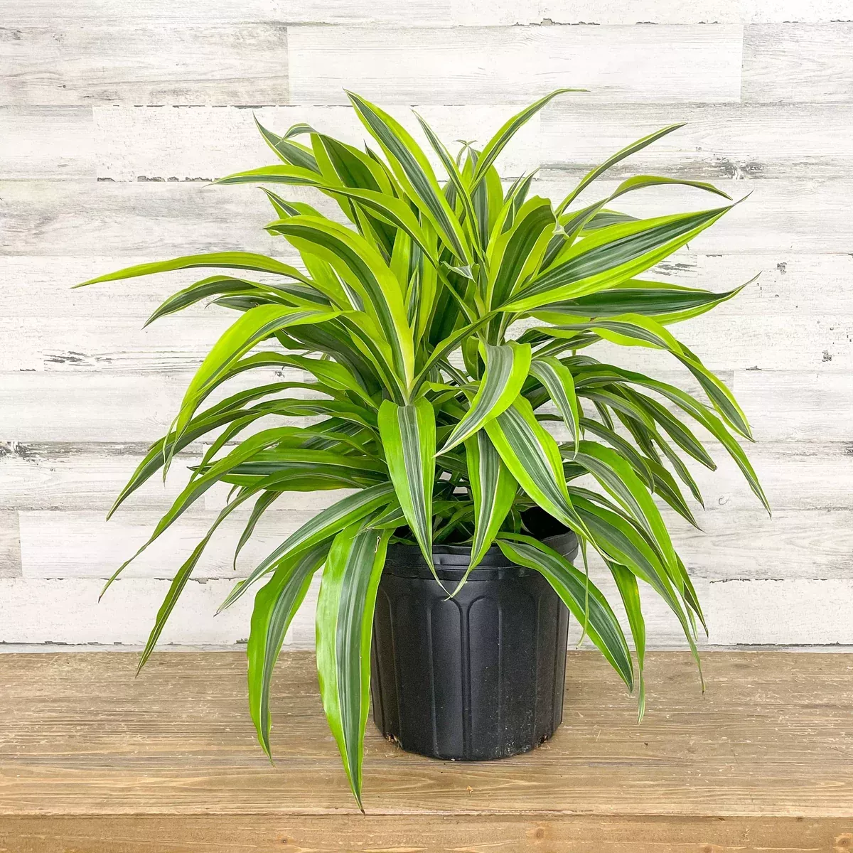 dracaena-lemon-lime-10-inch-pot Dracaena - Lemon Lime - 10 inch Pot
