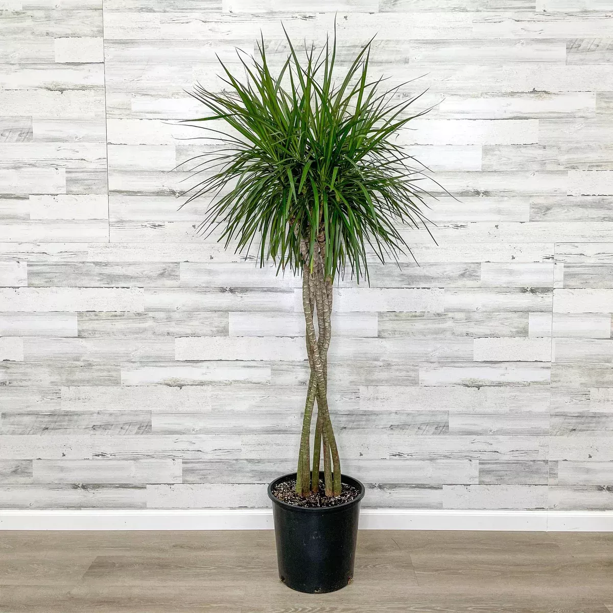 dracaena-marginata-14-inch-pot Dracaena - Marginata - 14-inch Pot
