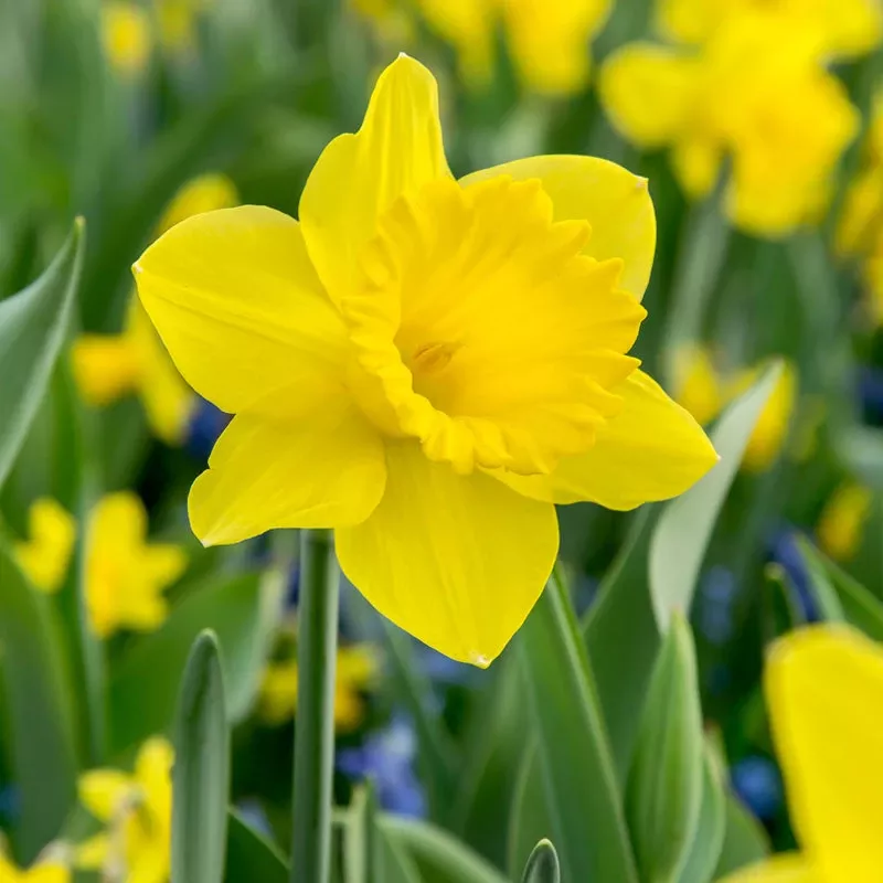 dutch-master-daffodil-bulbs-pack-15 “Dutch Master” Daffodil Bulbs (Pack Of 15)