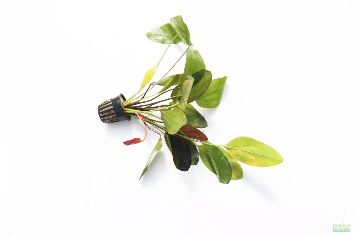 echinodorus-red-flame-sword Echinodorus Red Flame (Sword)