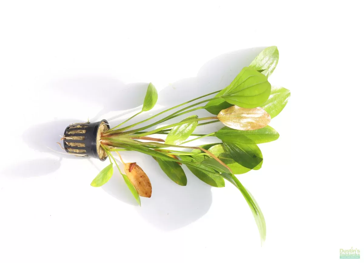 echinodorus-rose-sword Echinodorus Rose (Sword)