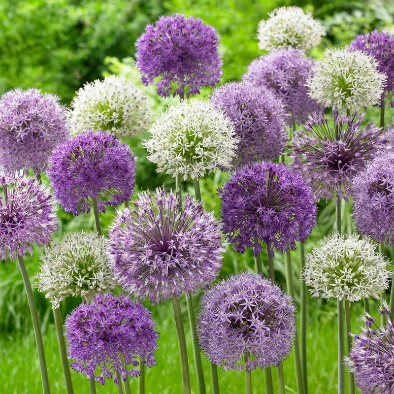 elegant-allium-bulbs-pack-18 “Elegant” Allium Bulbs (Pack Of 18)