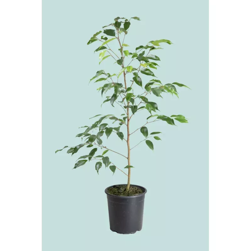 ‘Evergreen’ Weeping Fig – Ficus benjamina – 2.5L / 17cm / Medium