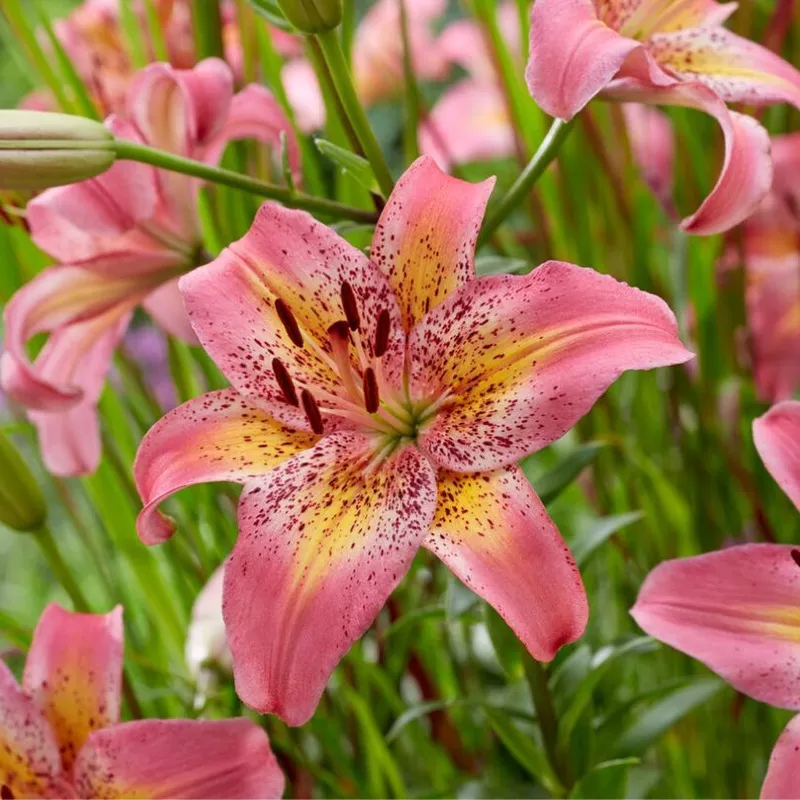 ‘Fancy Dance’ Lily (Lilium)
