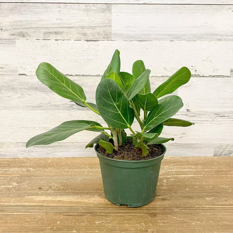 ficus-audrey-6-inch-pot Ficus Audrey - 6-inch Pot