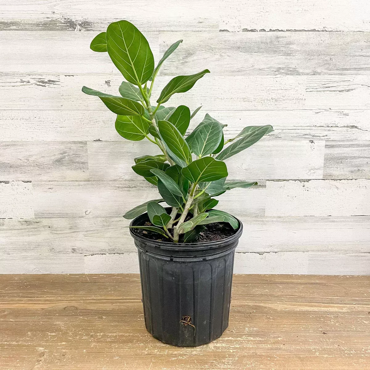 ficus-audrey-8-inch-pot Ficus Audrey - 8-inch Pot