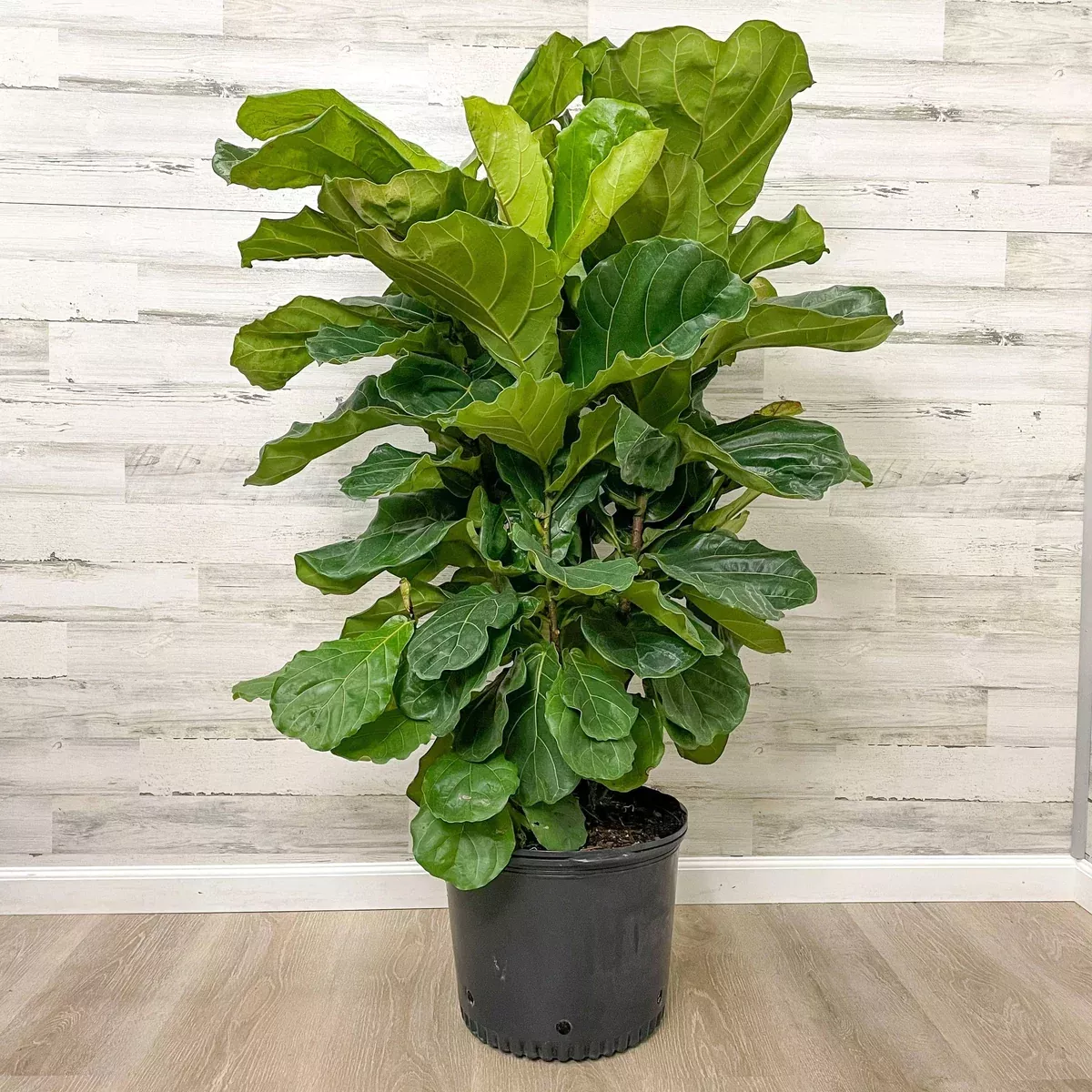 fiddle-leaf-fig-bush-14-inch-pot Fiddle Leaf Fig - Bush - 14-inch Pot