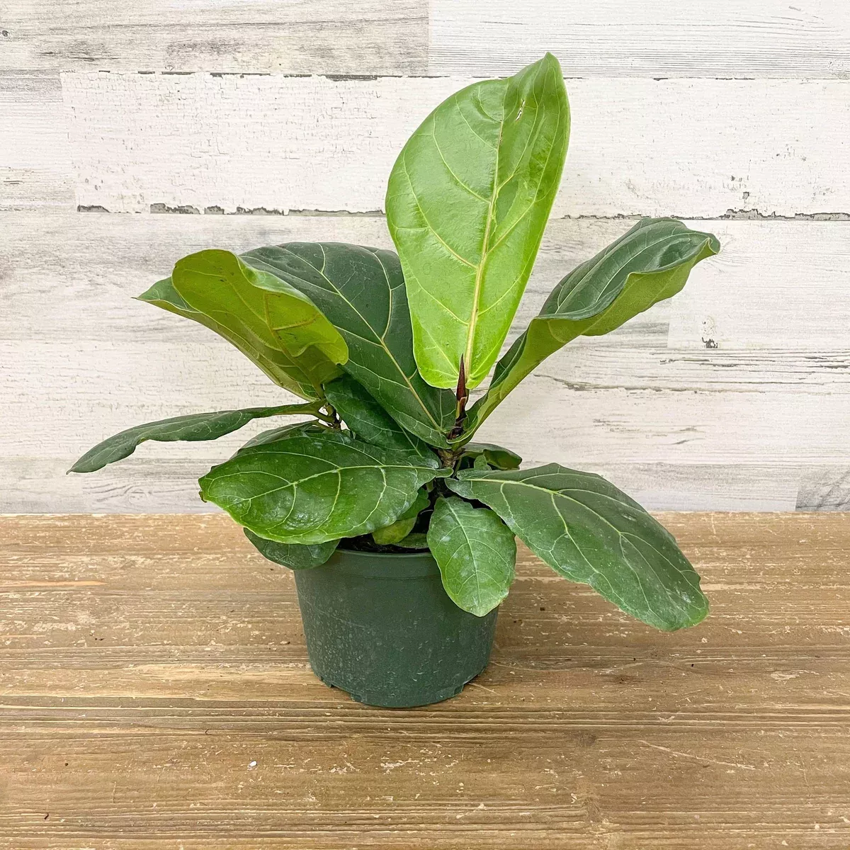 fiddle-leaf-fig-bush-6-inch-pot Fiddle Leaf Fig - Bush - 6-inch Pot