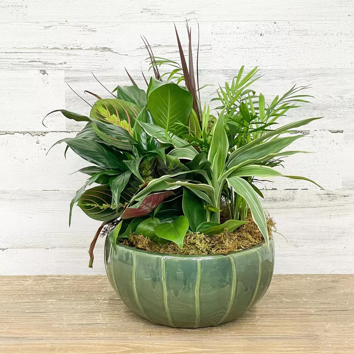foliage-dish-garden-planter-assorted-10-inch-ceramic-pot Foliage Dish Garden Planter - Assorted - 10-inch - Ceramic Pot