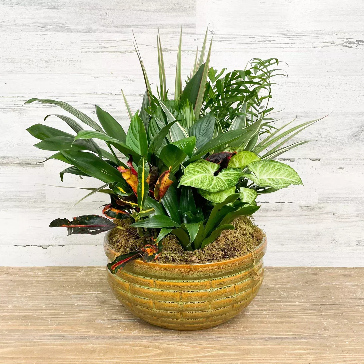 foliage-dish-garden-planter-assorted-12-inch-ceramic-pot Foliage Dish Garden Planter - Assorted - 12-inch - Ceramic Pot