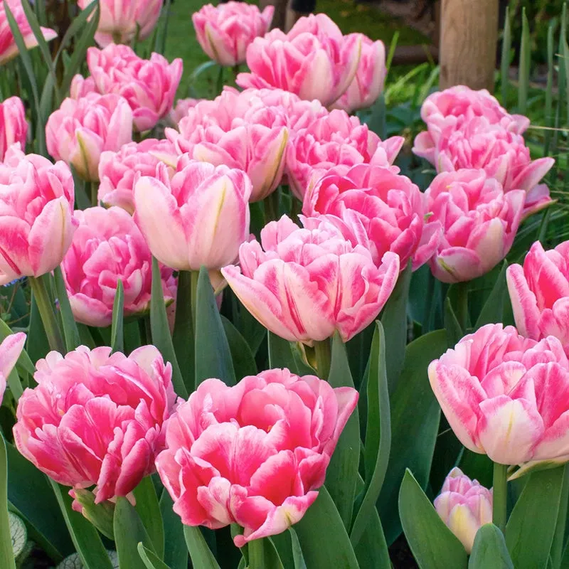 foxtrot-double-early-tulip-pack-8 “Foxtrot” Double Early Tulip (Pack Of 8)