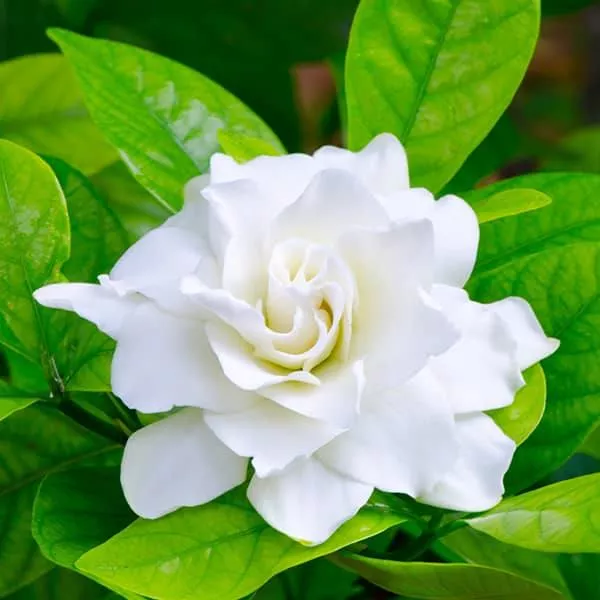 gardenia-bush-8-inch-pot Gardenia - Bush - 8-inch Pot