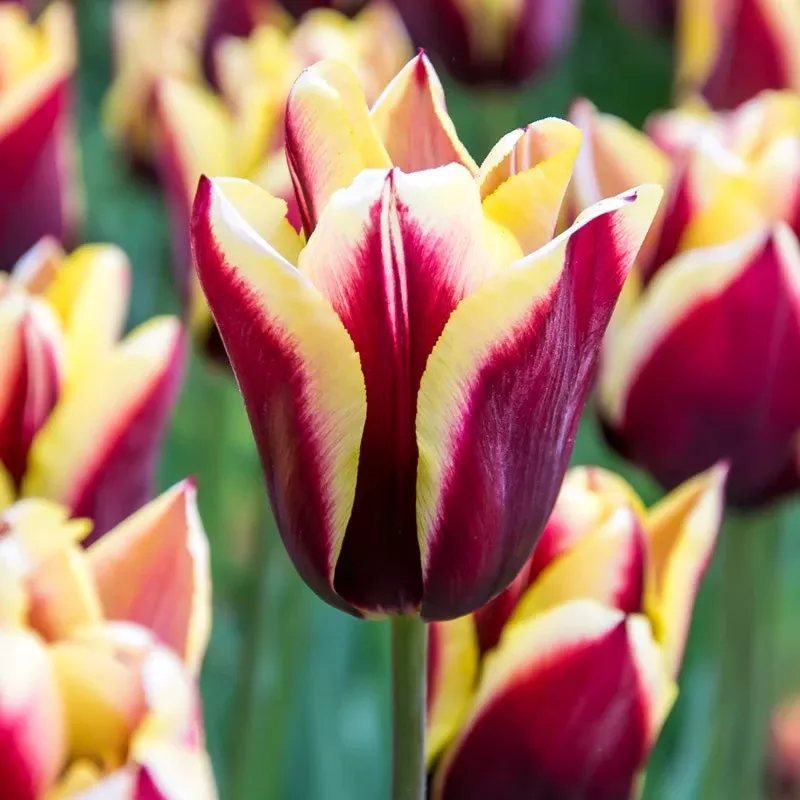 gavota-triumph-tulip-bulbs-pack-8 “Gavota” Triumph Tulip Bulbs (Pack Of 8)