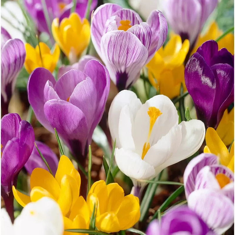 giant-crocus-bulb-mix-pack-30 Giant Crocus Bulb Mix (Pack Of 30)