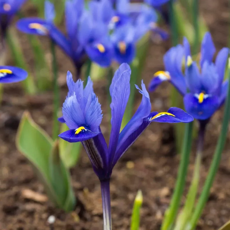 harmony-dwarf-iris-bulbs-pack-20 “Harmony” Dwarf Iris Bulbs (Pack Of 20)
