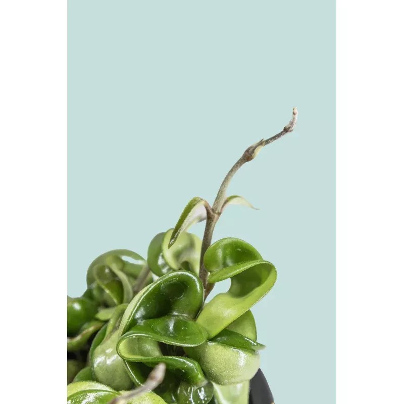 ‘Hindu Rope’ Hoya carnosa – 1L / 14cm / Small