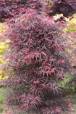 hubbs-red-willow-japanese-maple-base-size-1-quart-air-pot Hubbs Red Willow Japanese Maple Base Size 1 Quart Air-Pot