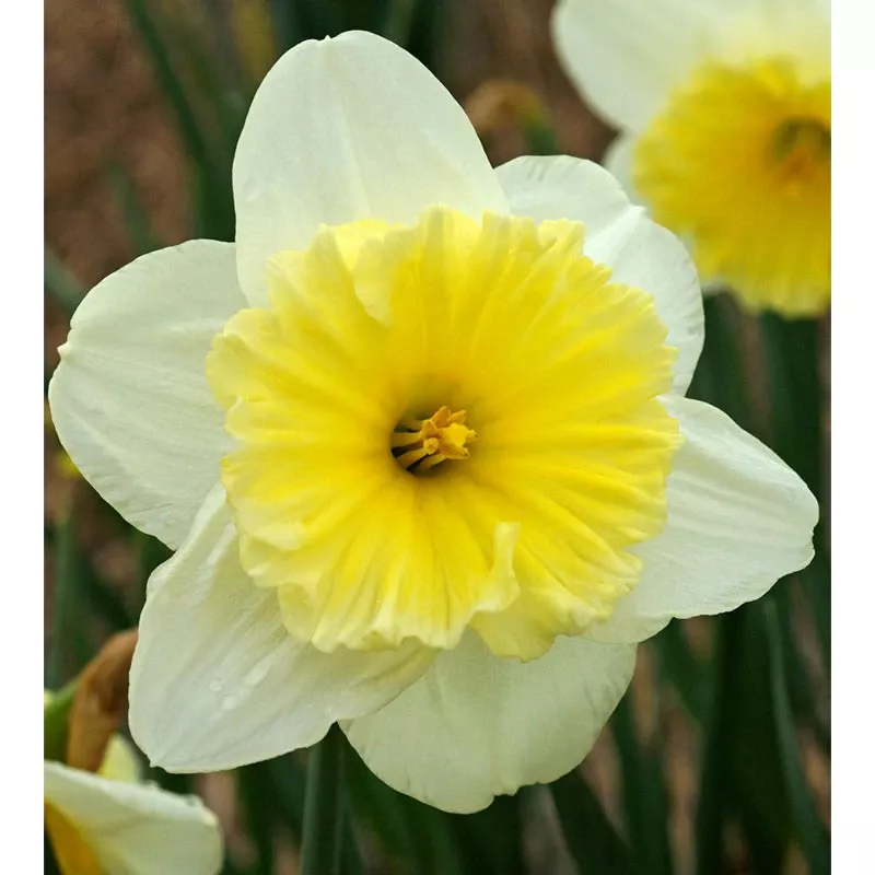 ice-follies-large-cup-daffodil-bulbs-pack-15 “Ice Follies” Large Cup Daffodil Bulbs (Pack Of 15)