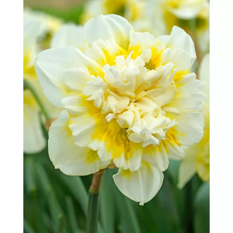 ice-king-double-daffodil-bulbs-pack-5 “Ice King” Double Daffodil Bulbs (Pack Of 5)