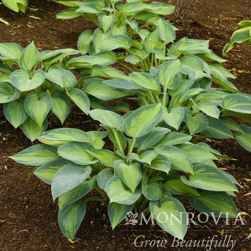 ‘June’ Hosta