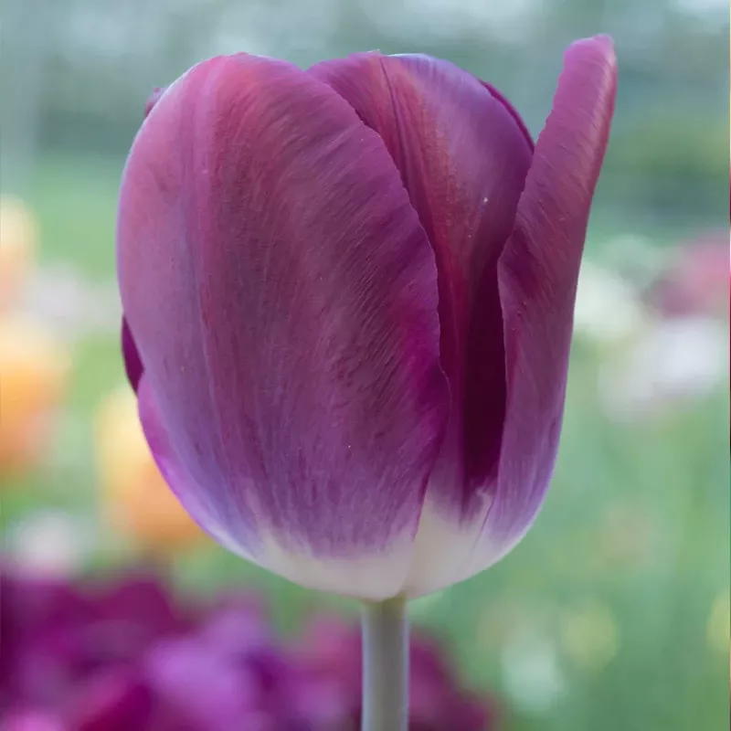 kansas-proud-triumph-tulip-bulbs-pack-8 “Kansas Proud” Triumph Tulip Bulbs (Pack Of 8)